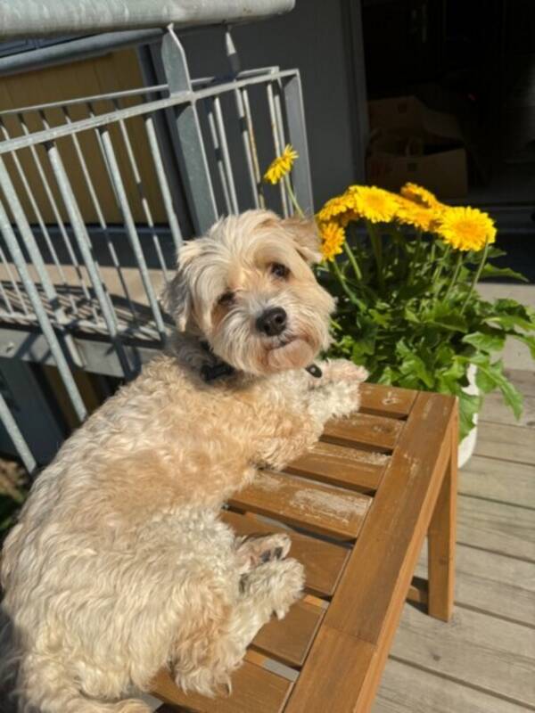 Hund - Albert Hund - Albert