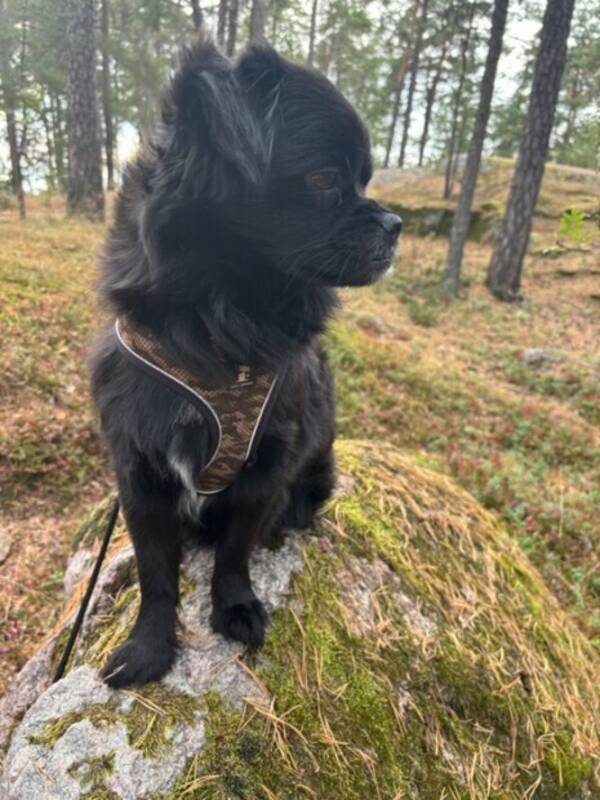 Hund - Pudelblandningen Nelson 3 r 