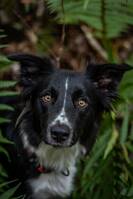 Winga, Border Collie