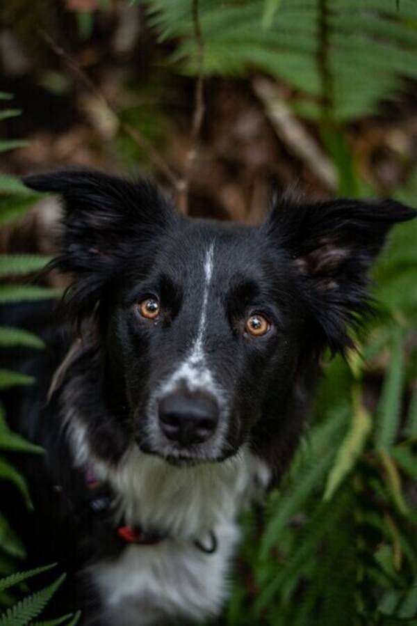 Hund - Winga, Border Collie