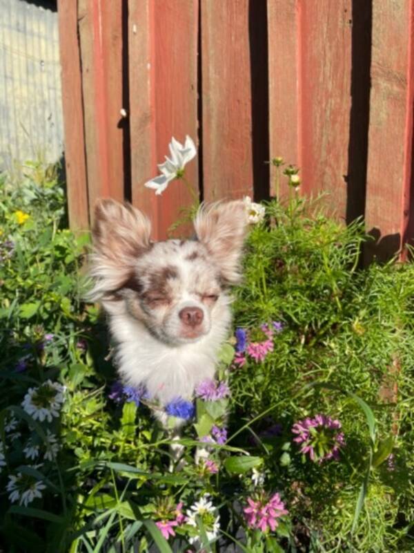 Hund - Doris en chihuahua 