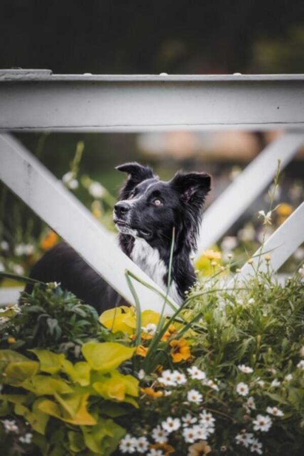 Hund - Winga, Border Collie