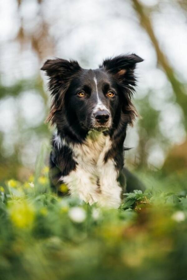 Hund - Winga, Border Collie