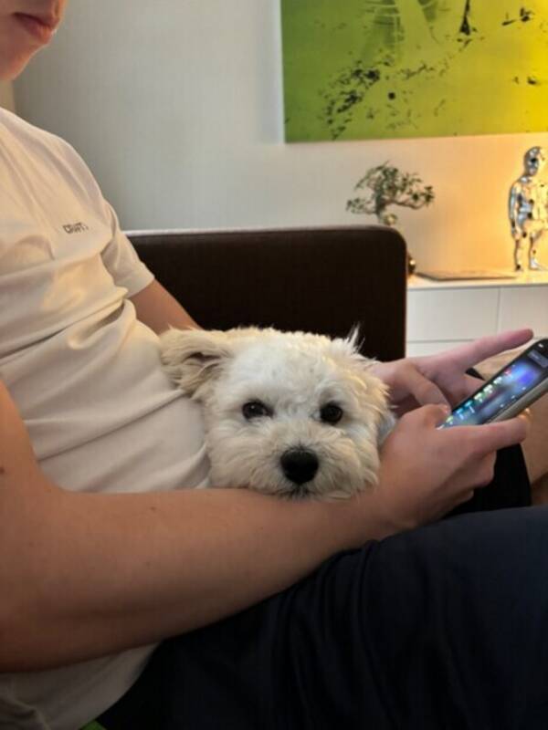 Hund - Winter Hund - Winter