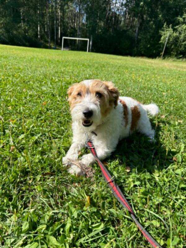 Hund - Tass Jack russel