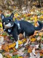 Russkiy Toy/Chihuahua Russkiy Toy/Chihuahua