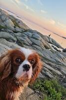 Milo, Cavalier king charles spaniel 