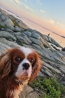 Milo, Cavalier king charles spaniel  Milo, Cavalier king charles spaniel