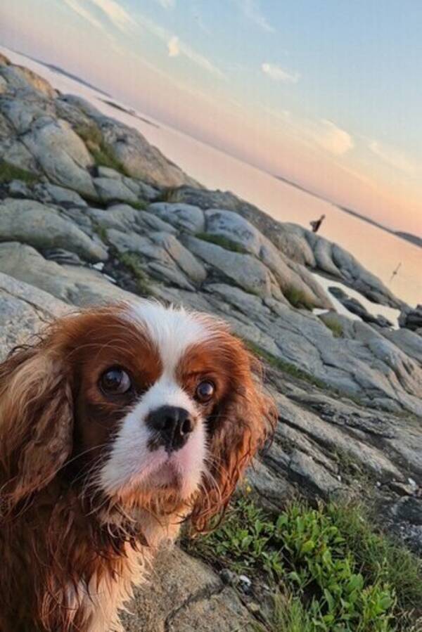 Hund - Milo, Cavalier king charles spaniel 