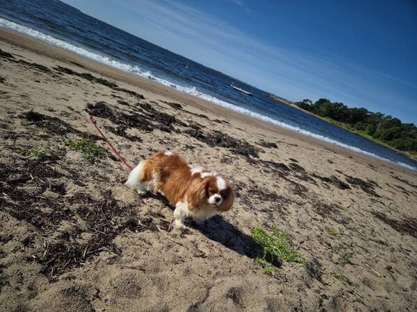 Hund - Milo, Cavalier king charles spaniel 