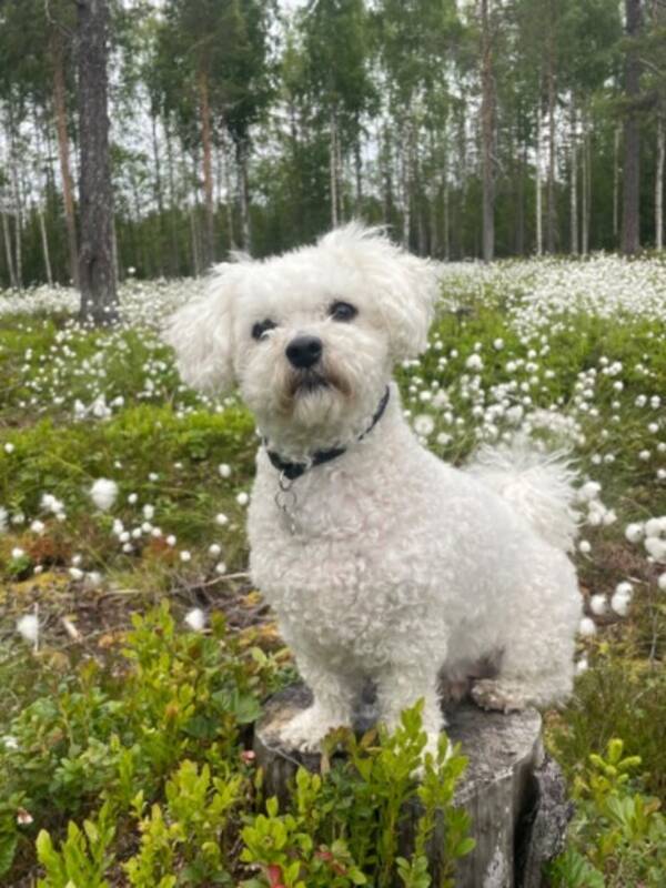 Hund - Bolognes  Harry