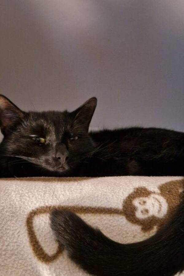 Katt - Katten Lucifer Katt - Katten Lucifer