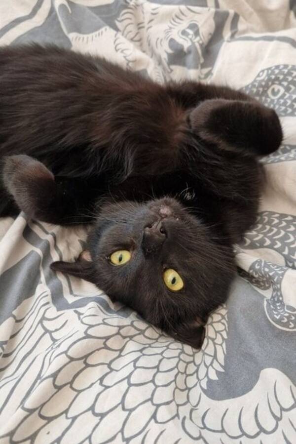 Katt - Katten Lucifer Katt - Katten Lucifer
