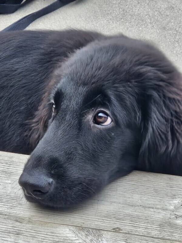 Hund - Flatcoated retriever Gsta