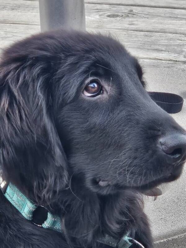 Hund - Flatcoated retriever Gsta