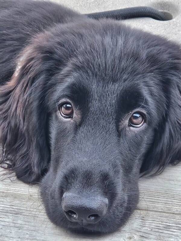 Hund - Flatcoated retriever Gsta