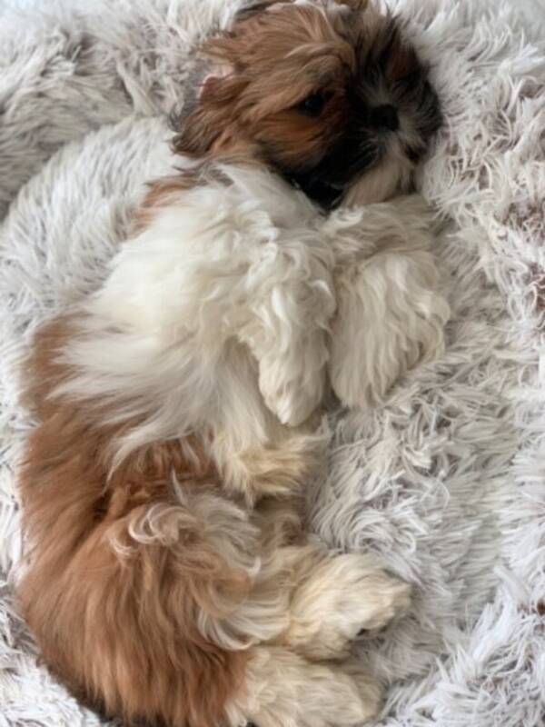 Hund - Lhasa apso valpen Taco