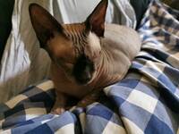 Sphynx Putte