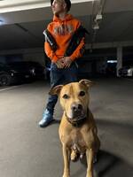 Engelsk straff/ridgeback Engelsk straff/ridgeback