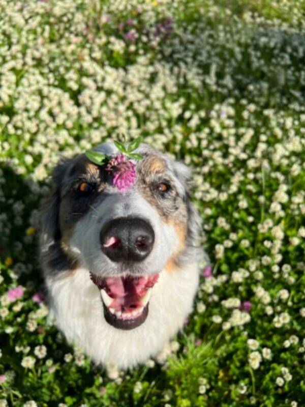 Hund - Boder collie/ Australian sheperd Nocco