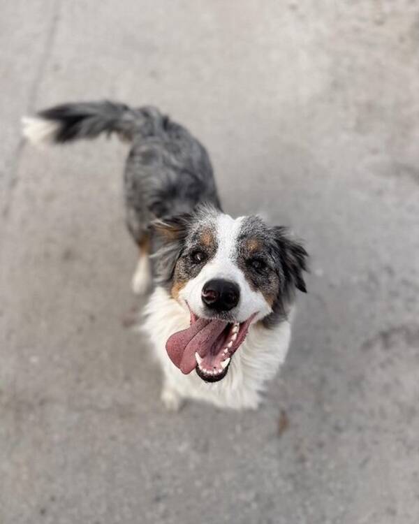 Hund - Boder collie/ Australian sheperd Nocco