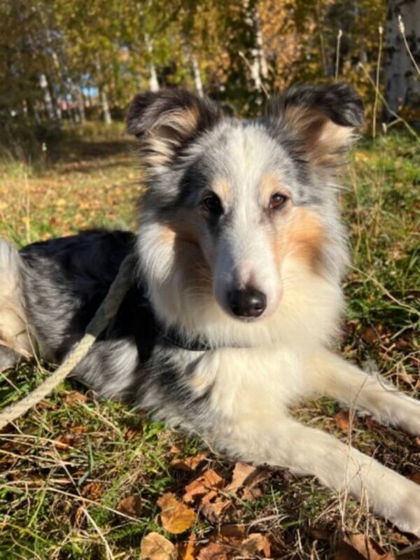 Hund - Shetland sheepdog Meija