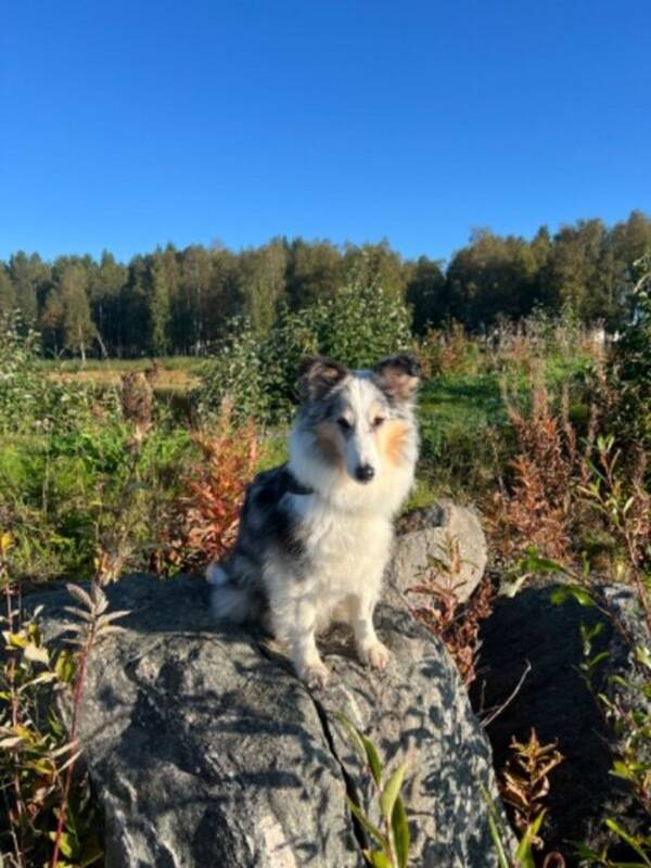 Hund - Shetland sheepdog Meija