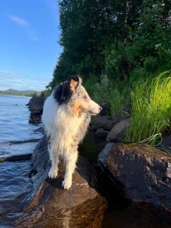 Hund - Shetland sheepdog Meija