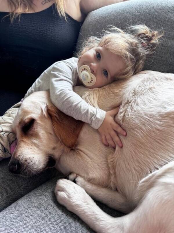 Hund - Golden retriever Latte