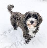 Buster (Bichon Havanese)