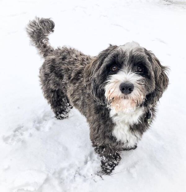 Hund - Buster (Bichon Havanese)