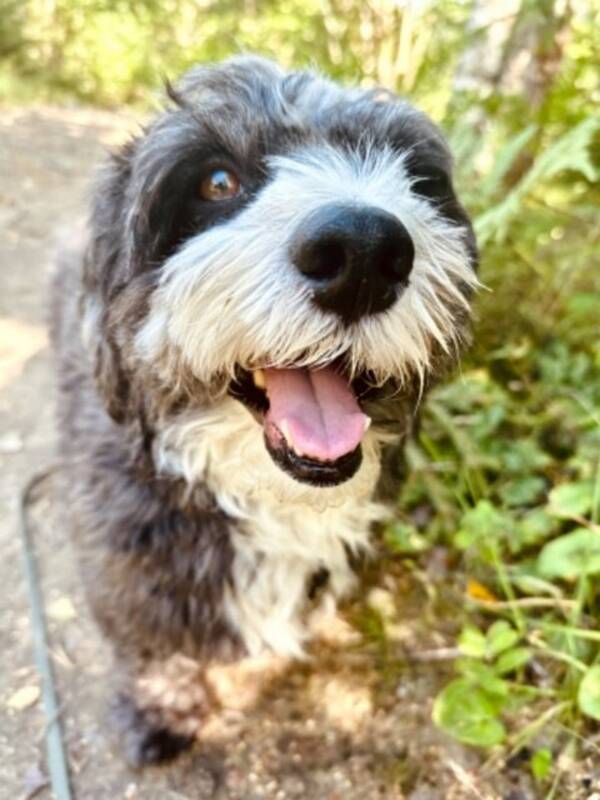 Hund - Buster (Bichon Havanese)