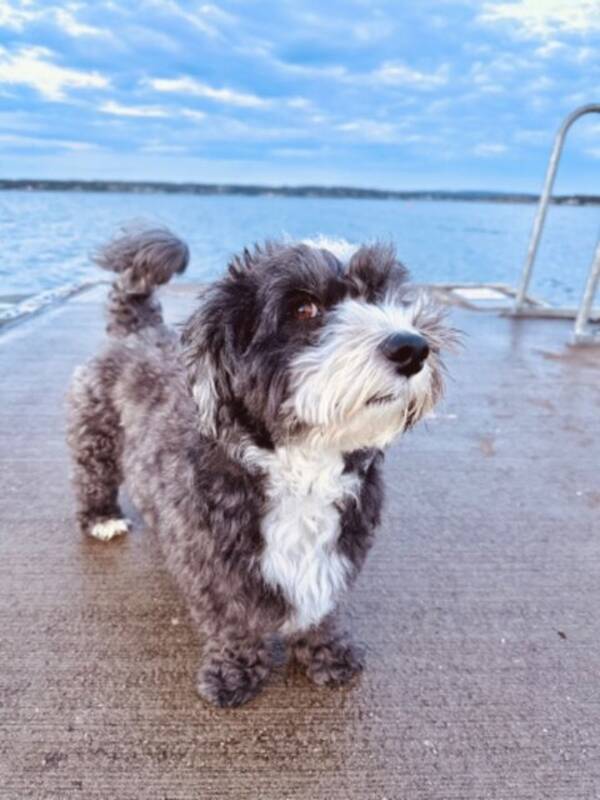 Hund - Buster (Bichon Havanese)