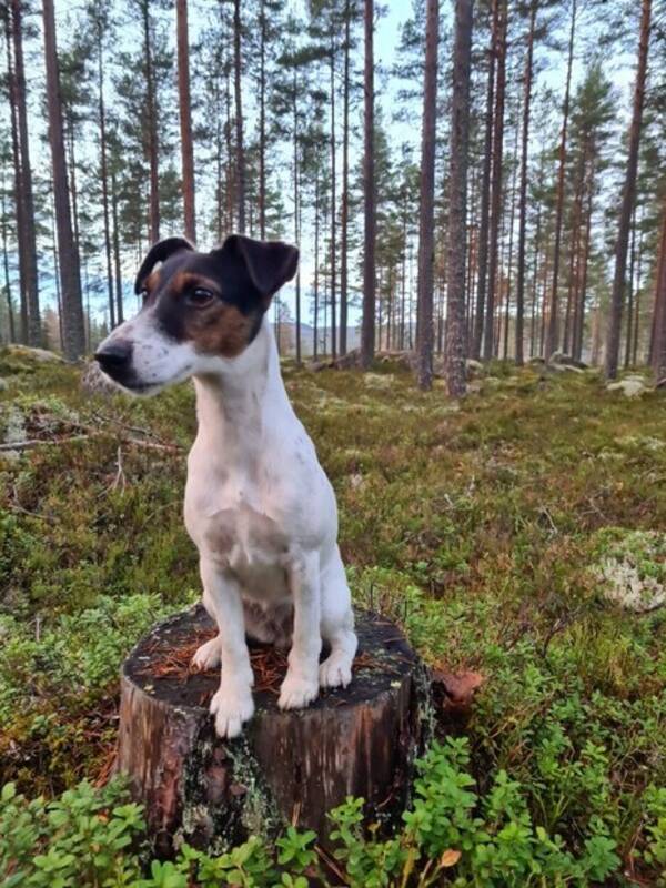 Hund - Slthriga foxterriern Bonnie