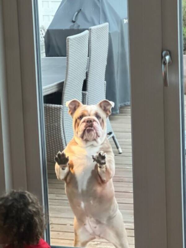 Hund - English bulldog 