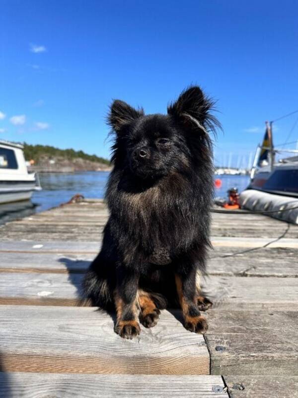 Hund - Buzz Lightyear Hund - Buzz Lightyear