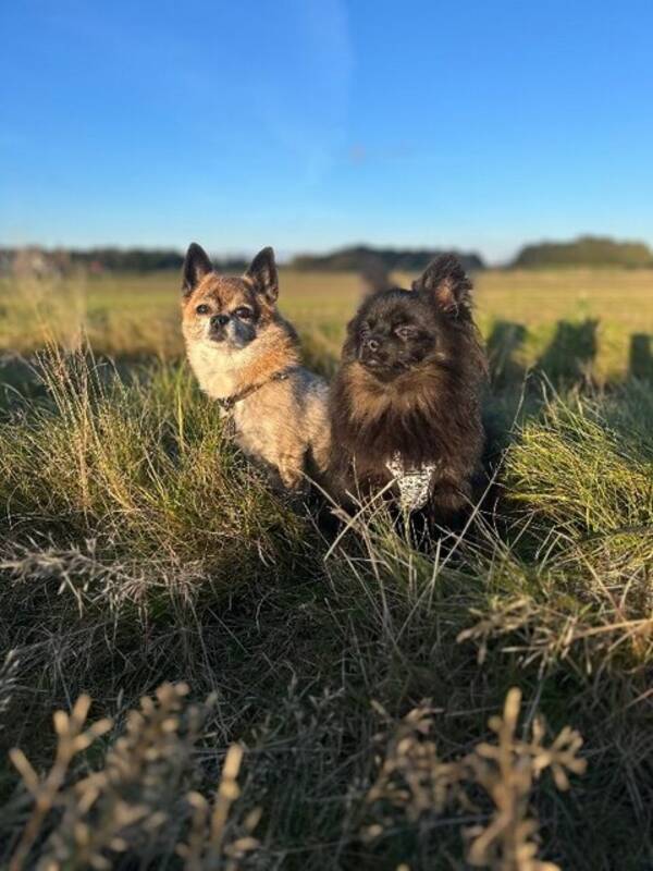 Hund - Buzz Lightyear Hund - Buzz Lightyear