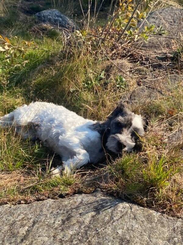 Hund - Parson Russel Terrier, Iris