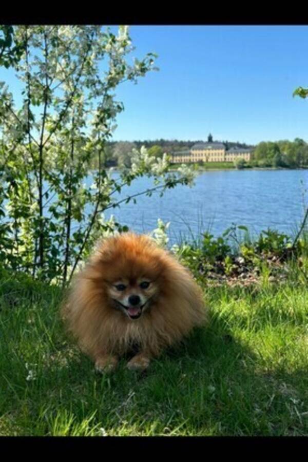 Hund - Pomeranien Jeff 