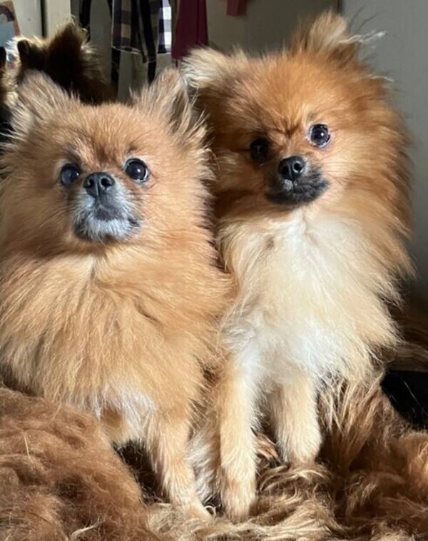 Hund - Pomeranian Vilda & Pompom