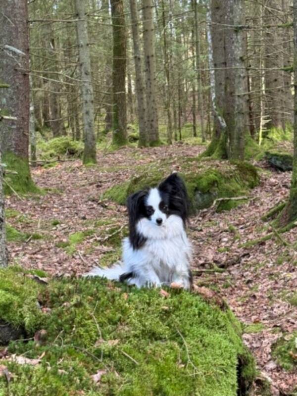 Hund - Papillon, Penny Hund - Papillon, Penny