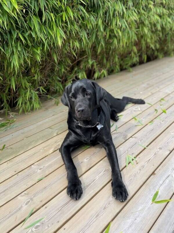 Hund - Labradoren Maja