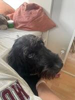 doodle blanding doodle blanding