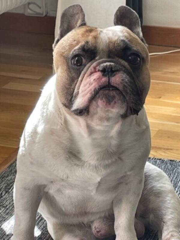 Hund - Fransk Bulldog