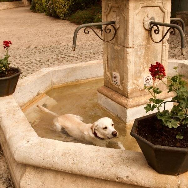 Hund - Labradoren Lady