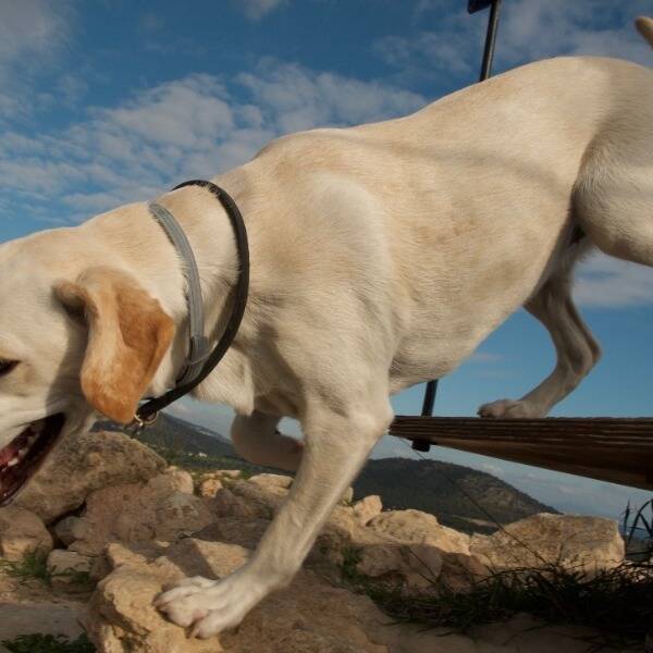 Hund - Labradoren Lady