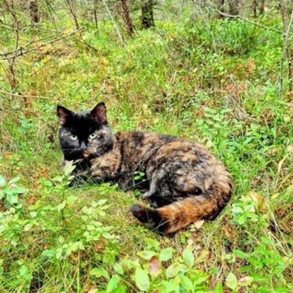 Katt - Pus Katt - Pus