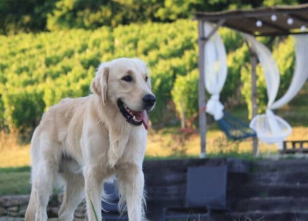 Hund - Ralphy the Golden Retriever