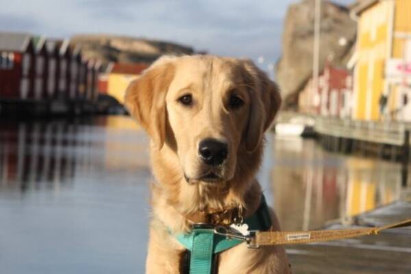 Hund - Ralphy the Golden Retriever