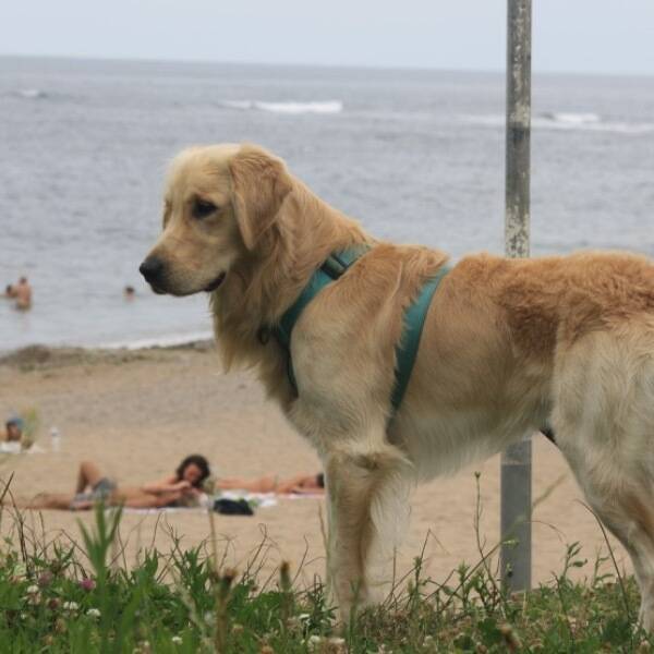 Hund - Ralphy the Golden Retriever